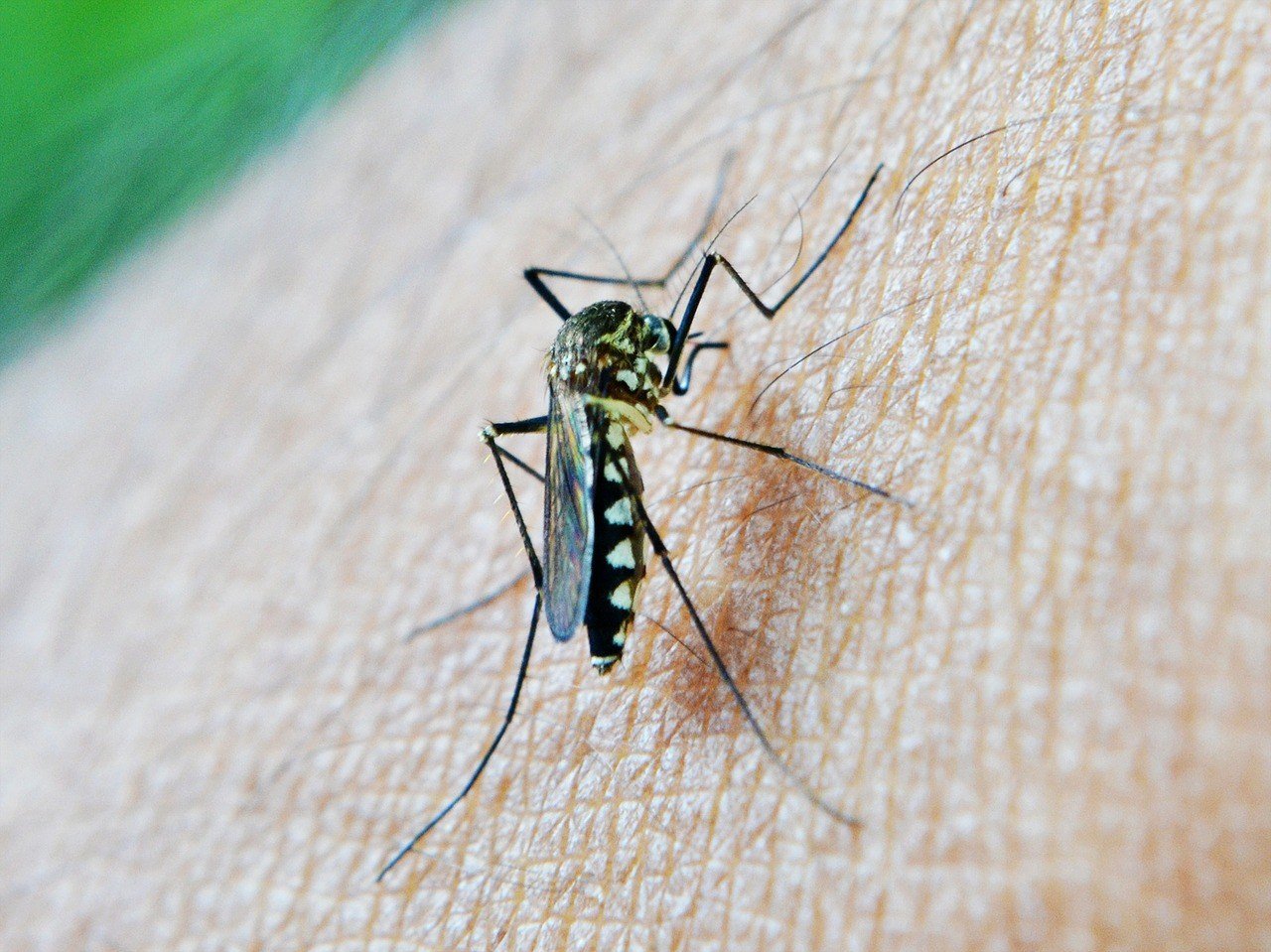 Malaria mosquito pricks the skin